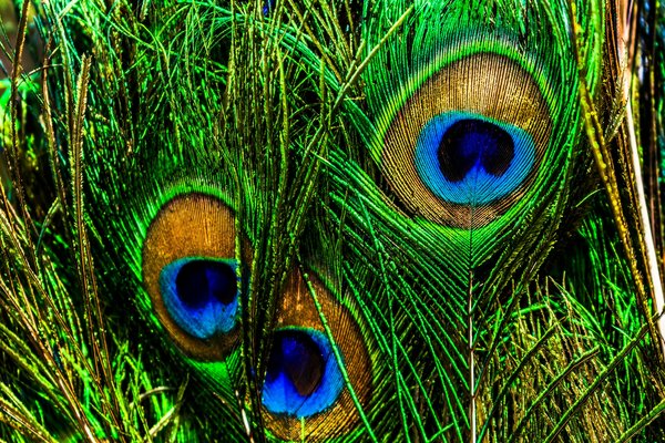 Comment organiser une expédition pour découvrir les réserves de biosphère en Amérique centrale : itinéraires et conseils ?